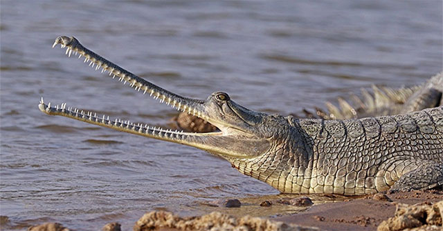 Indians strive to save long-snouted crocodiles from the brink of extinction