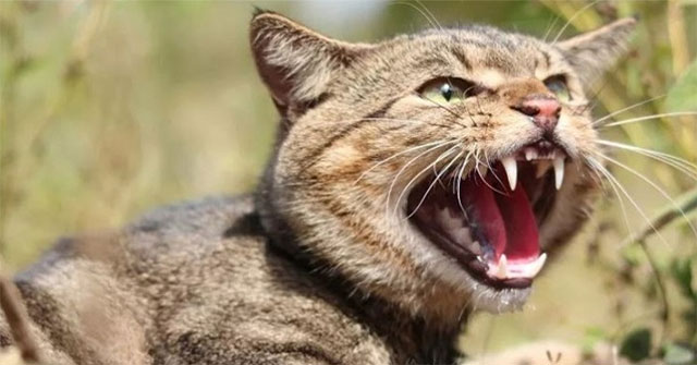 Indigenous animals die too much, Australia seeks to destroy 6 million feral cats