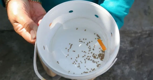 Indonesia bred 'good' mosquitoes against dengue fever