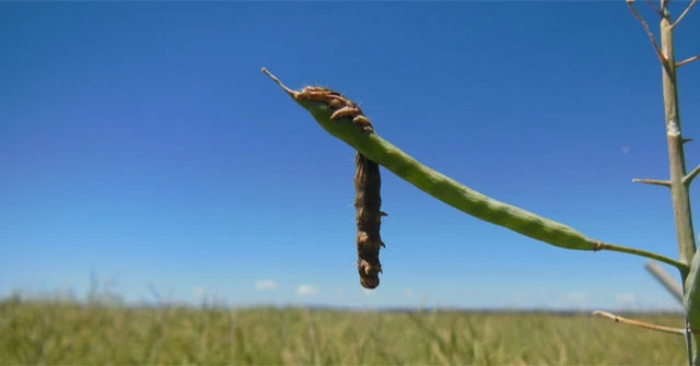 Infected with a zombie virus, the worms climb to the top of the tree to dance, inviting the birds to eat them