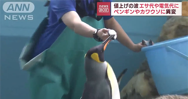 Inflation angers the penguins at the Japanese aquarium