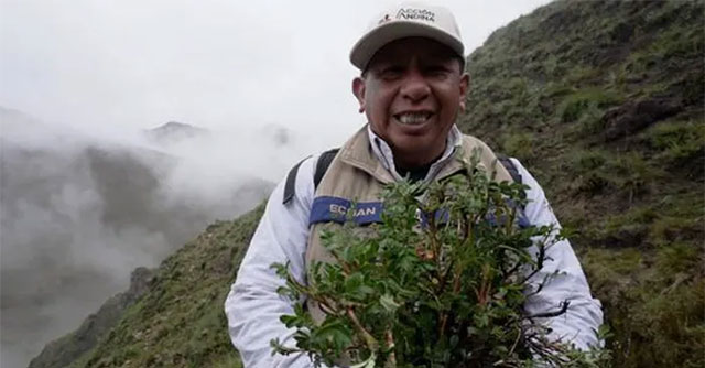 Initiative to plant millions of 'rattan trees' in the Andes