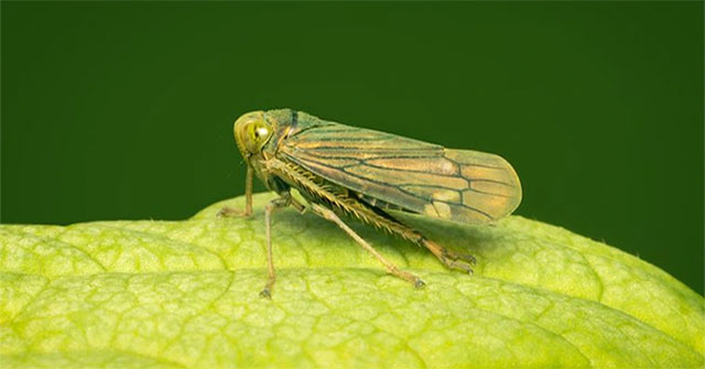 Insects could inspire stealth technology