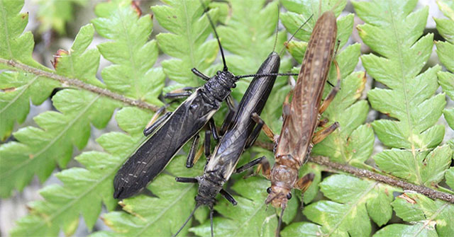 Insects discovered that have to change color because of humans