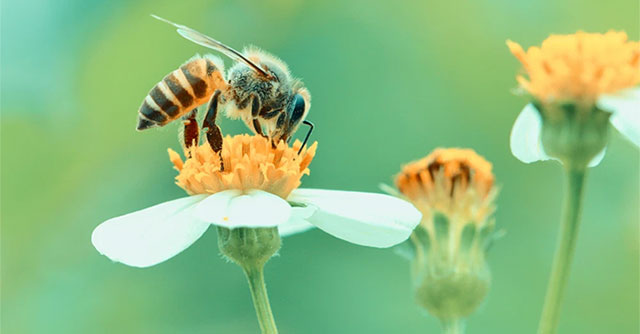 Insects lose their sense of smell because of air pollution, humans go to pollinate plants themselves