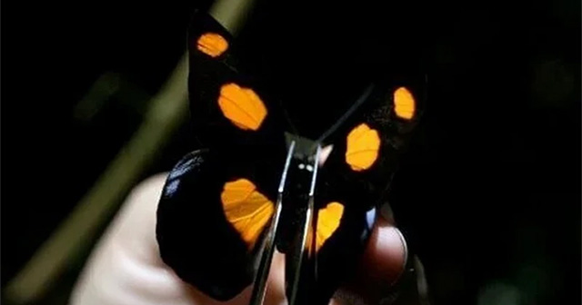 Insects reflect the impact on the biodiversity of the Amazon region