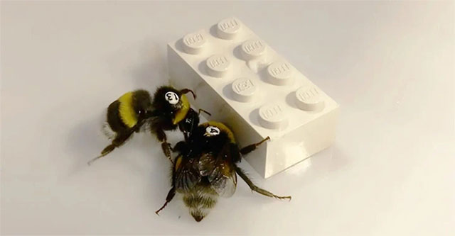 Interesting discovery: Bees 'shake hands' with each other to play with Lego