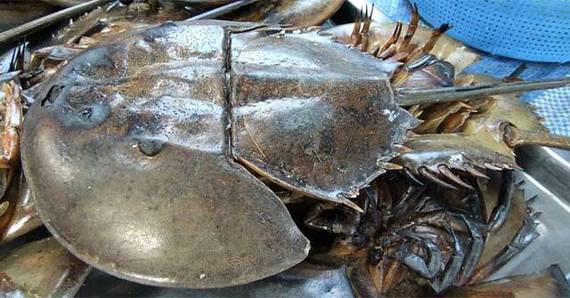 Interesting facts about sea horseshoe crabs