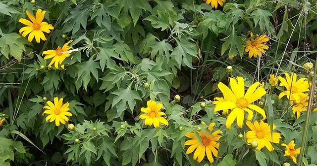Interesting facts about the flower that is blooming bright yellow all over Vietnam