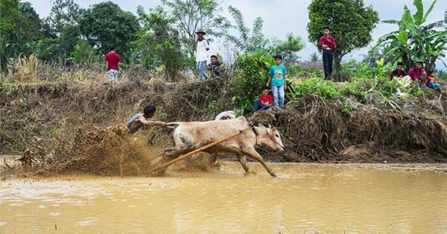 Interesting facts at the Indonesian bull racing festival