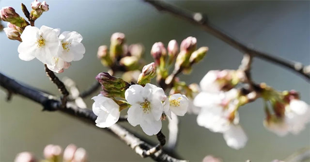Interesting question: 'Do cherry blossom trees bear fruit?'