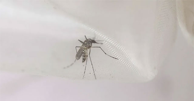 Interesting study: Sleep-deprived mosquitoes are also 'lazy' to suck the blood of humans and animals