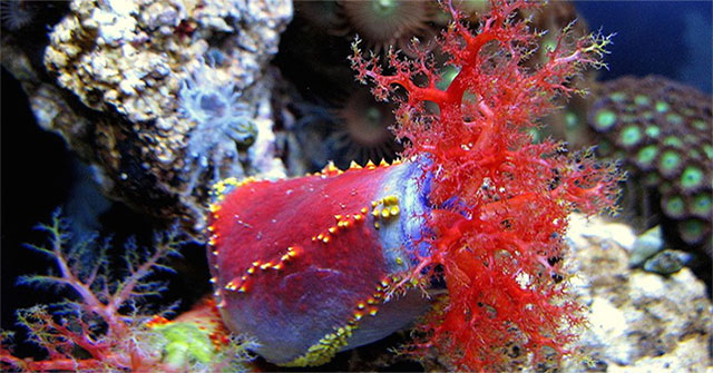 Interesting things about sea cucumbers that not everyone knows