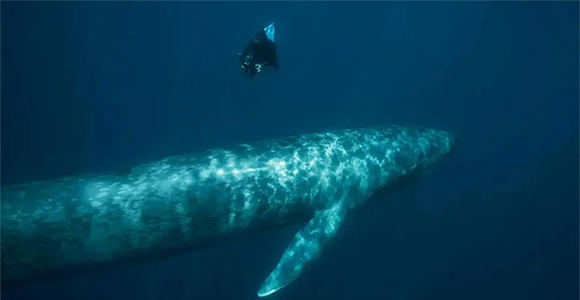Interspecies mating causes blue whales to have 'ghost' DNA