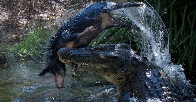 Invasive animals: The unexpected savior of the Australian crocodile