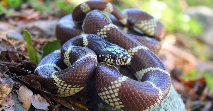 Invasive snakes are about to wipe out all reptiles on the Spanish island
