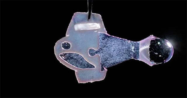 Invention of a bio-hybrid fish with human heart cells, wagging its tail to the beat