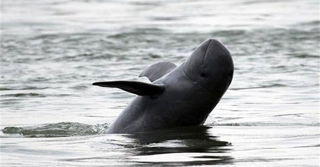 Irrawaddy freshwater dolphin officially extinct in Laos