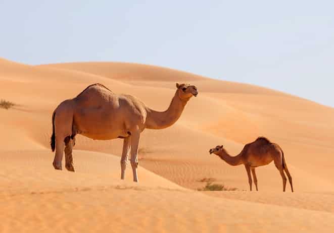 Is a camel's hump used to store water?