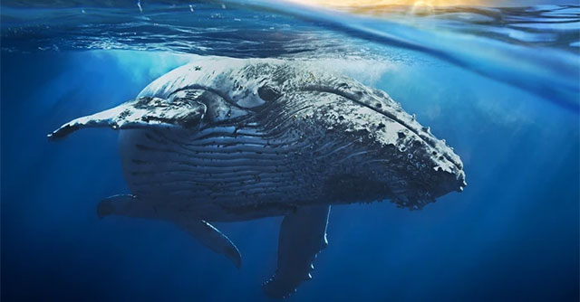 Is the blue whale's heart really the size of a car?