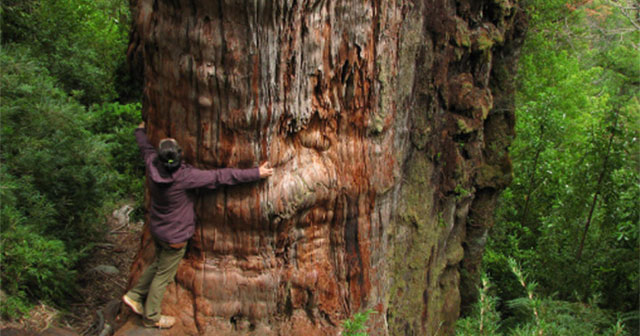 Is there any tree in the world that lives over 5,000 years?