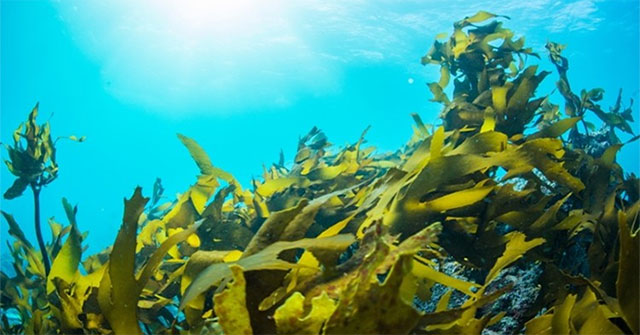 Israel develops method of harvesting electric current from seaweed