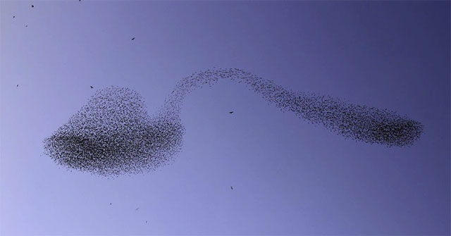 Israeli photographer captures rare moment of starling birds
