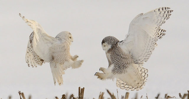 It turns out birds can dream, but the 'content' of their dreams is what surprised scientists