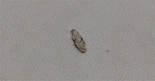 It turns out this is the identity of the culprit that creates the strange little wrappings on our walls