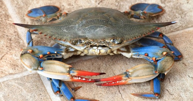 Italy declares war on invasive green crabs by eating them