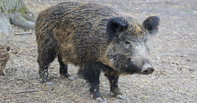 Italy destroys wild boars invading Rome