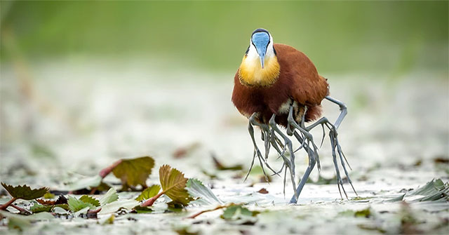 Jacana - a strange bird with 'many legs'