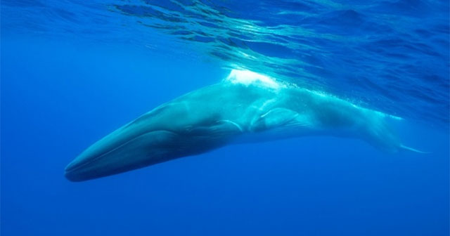 Japan begins the second largest whale hunt on Earth