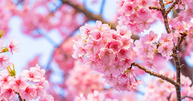 Japanese cherry blossoms may disappear