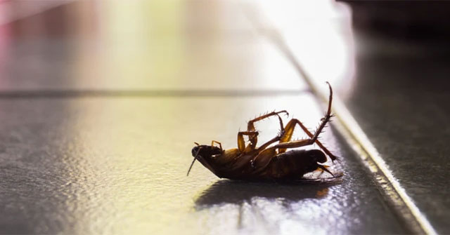 Japanese experts share how to kill cockroaches and avoid this nasty animal
