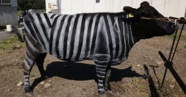 Japanese farmers paint cows to look like zebras to repel blood-sucking flies