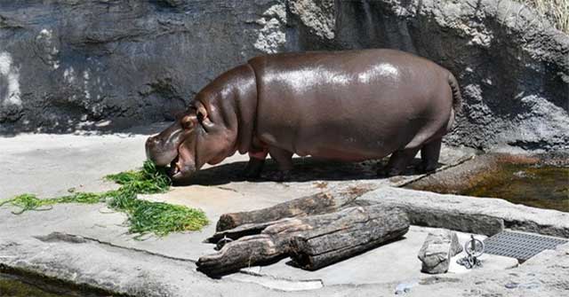 Japanese zoo mistook hippo's gender for 7 years
