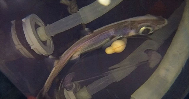 Japan's artificial womb technology has raised shark embryos until birth