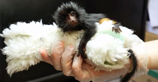 Jersey Zoo welcomes endangered black-faced tamarins