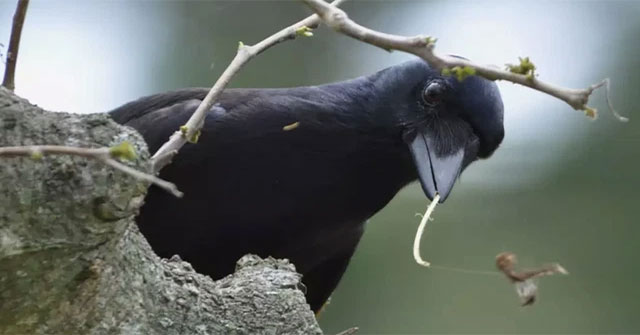 Just like humans know how to keep good things, crows also understand the value of tools