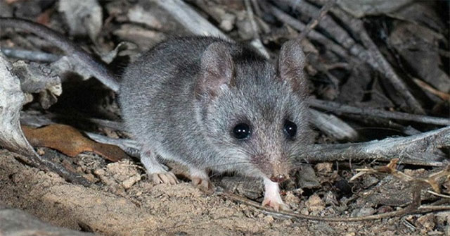 Kangaroo Island small kangaroos are in danger of extinction