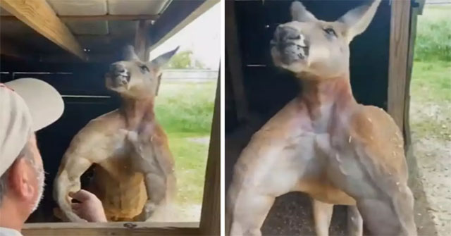 Kangaroos have muscular bodies, muscles like athletes causing fever