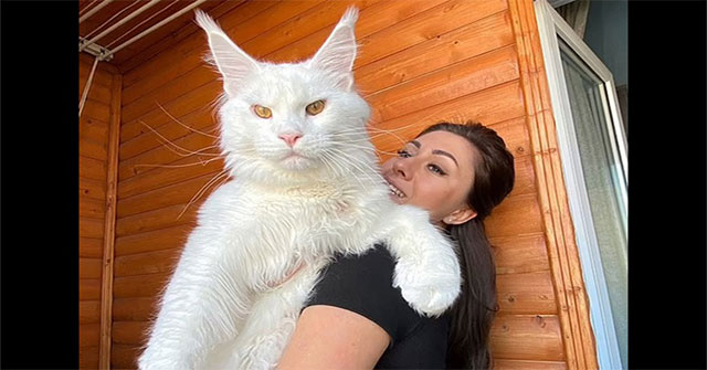 Kefir cat - The white cat in Russia is the largest in the world