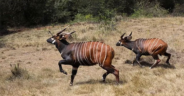 Kenya strives to preserve rare Bongo antelope species