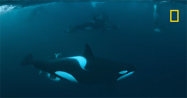 Killer whale mother and child team up to drown their fellow killer whales