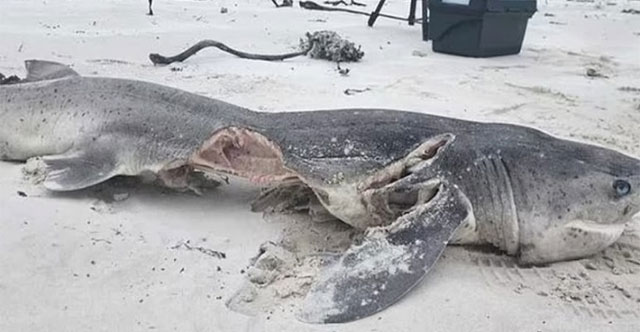 Killer whale pair kills 17 sharks a day