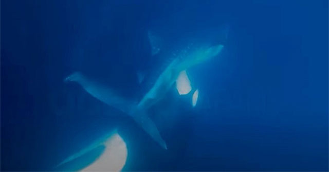 Killer whale rips open whale shark's belly to get liver