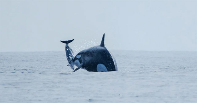 Killer whale tosses dolphin into the air
