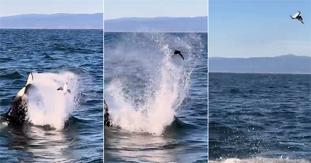 Killer whales knock seabirds out of the water