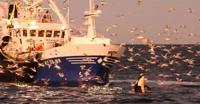 Killer whales teach fellows to steal fish from fishermen